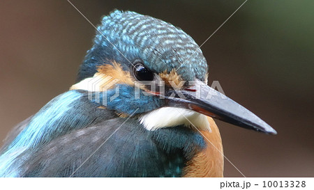 カワセミ 10013328