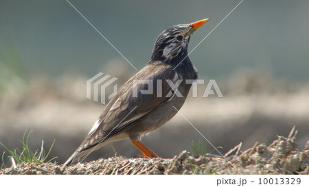 ムクドリ 10013329