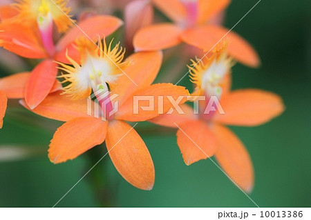 蘭（Epidendrum 'Kasyukusaisai'） 10013386