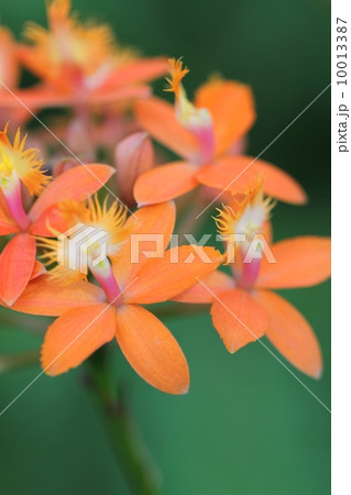 蘭（Epidendrum 'Kasyukusaisai'） 10013387