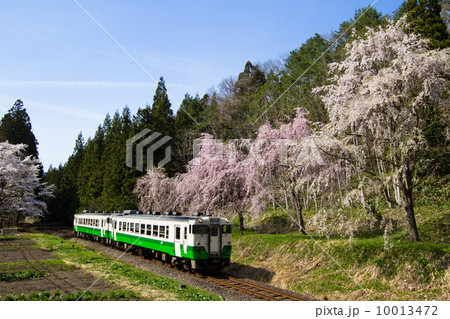 只見線・会津柳津の桜並木とローカル列車 10013472