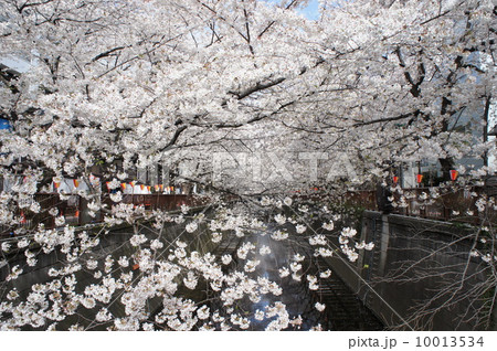 目黒川の桜並木 目黒川の桜並木 10013534