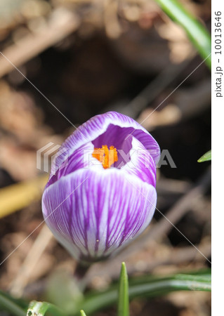 クロッカス 10013646