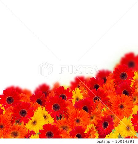 gerbera flowers border gerbera flowers border 10014291