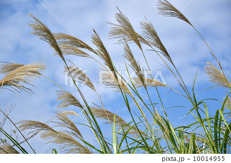 Japanese grass Japanese grass 10014955