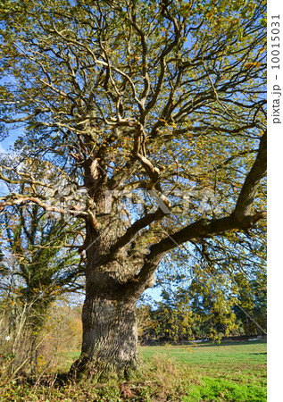 Mighty Oak Tree 10015031
