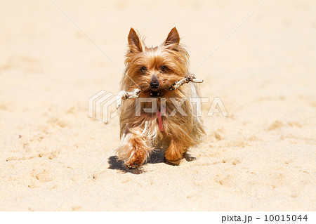 Yorkshire Terrier 10015044