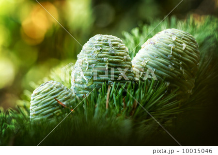 Pinecones Pinecones 10015046