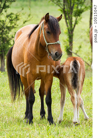 Horse family 10015047