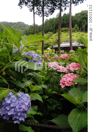 三室戸寺のあじさい園 10015152