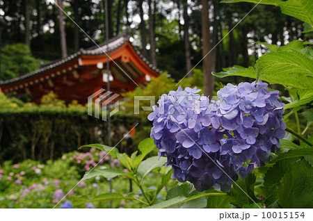 三室戸寺のハート紫陽花 10015154
