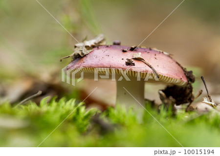 Fungus 10015194