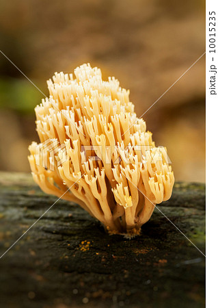 Handsome clavaria 10015235