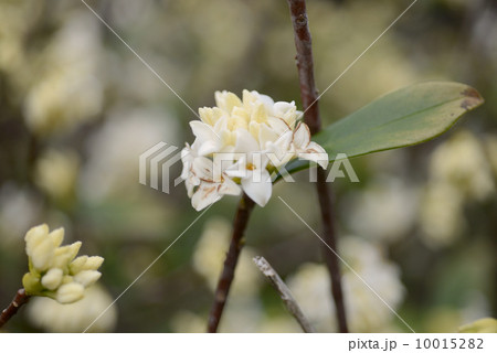 シロバナジンチョウゲ 10015282