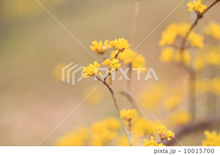 サンシュの花 サンシュの花 10015700