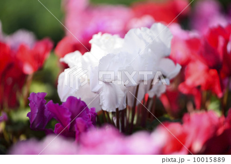 シクラメン シクラメン 10015889