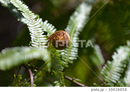 コシダの新芽 10016058