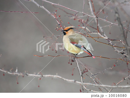 レンジャク レンジャク 10016080