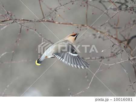 レンジャク レンジャク 10016081