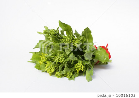 菜種菜 10016103