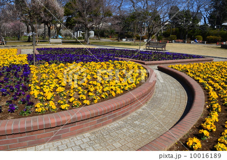 里見公園の花壇（千葉県市川市国府台） 10016189