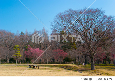 早春の公園 早春の公園 10016379