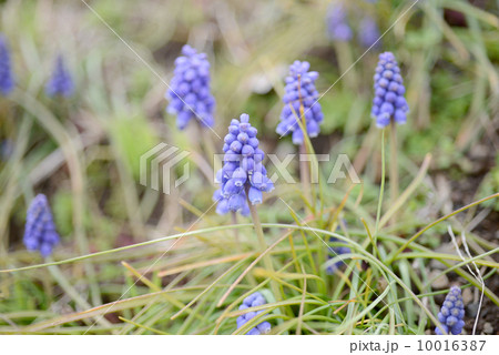 ムスカリ 10016387