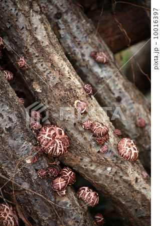 しいたけ 10016397