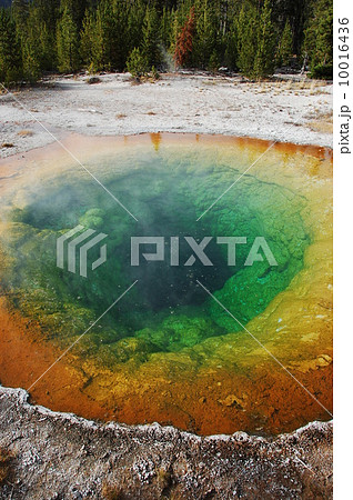 モーニンググローリースプリングス 10016436