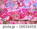 梅の花 10016458
