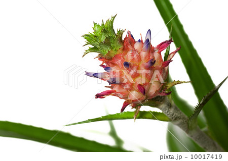 Bromeliad Pineapple flower Bromeliad Pineapple flower 10017419
