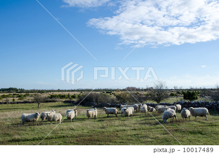 Sheep herd 10017489