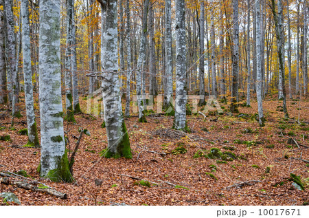 Beech forest view Beech forest view 10017671