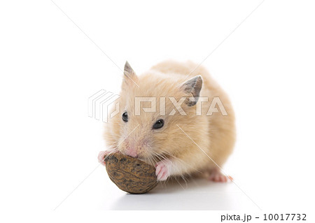 クルミを食べるキンクマハムスター 10017732