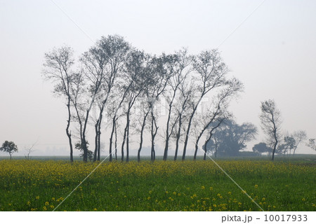 インドの花畑 10017933
