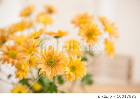 食卓に飾った花 10017935