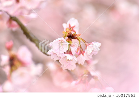 ジョウコウジザクラ 10017963