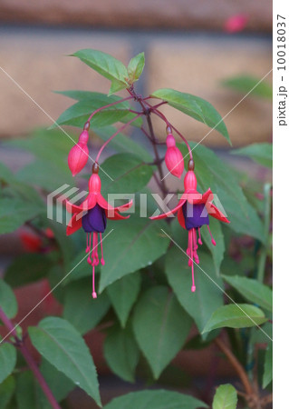 釣浮草　フクシアと呼ばれています。 10018037