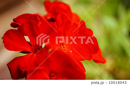 ゼラニウム:赤 花言葉:君ありて幸福 Red Geraniums ゼラニウム:赤 花言葉:君ありて幸福 Red Geraniums 10018043