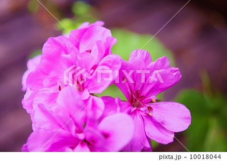ゼラニウム:ピンク 花言葉:決心 A Pink Geraniumsの写真素材 ゼラニウム:ピンク 花言葉:決心 A Pink Geraniumsの写真素材