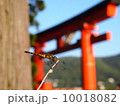 トンボと鳥居 10018082