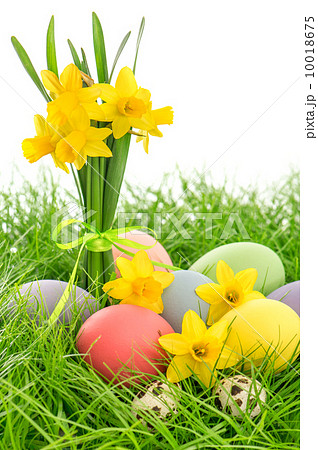 easter eggs and daffodils flowers in grass 10018675
