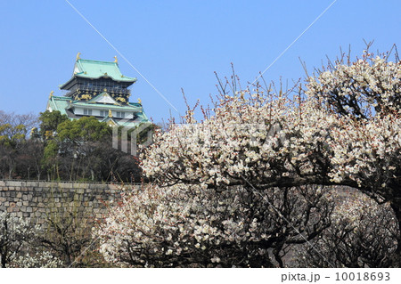 大阪城と満開の白梅 10018693