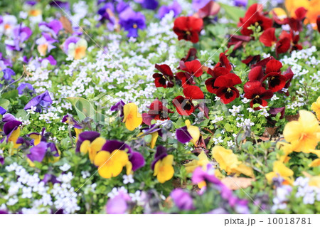 春の花壇 10018781
