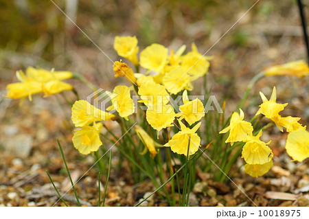 スイセン原種の花 10018975