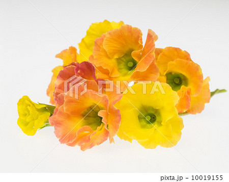 八重咲きのプリムラ 10019155