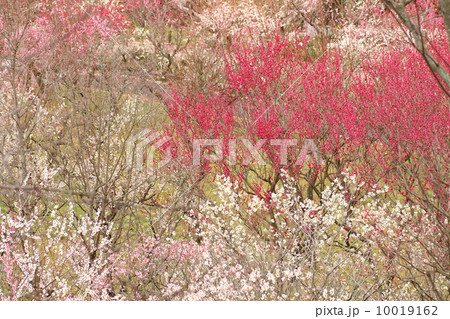紅梅 10019162