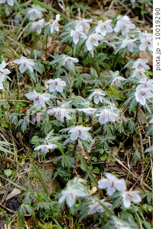 セツブンソウ セツブンソウ 10019290