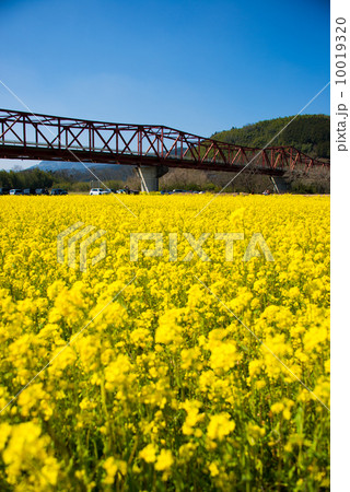 大州の菜の花畑 10019320