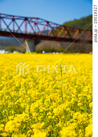 大州の菜の花畑 10019327